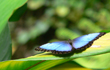 Morpho Butterfly, Costa Rica